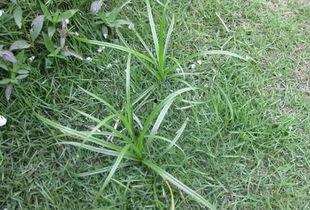 国产野草免费视频,探寻自然之美与生态和谐