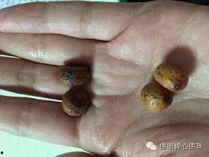 打磨国产凤眼视频大全