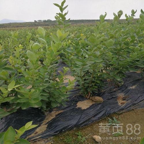 国产啤梨种植方法图解视频,国产啤梨种植方法图解视频精华概述