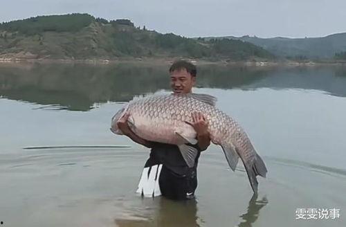 青鱼视频国产qy,探寻青鱼文化的魅力之旅