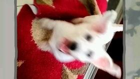 国产撸比视频,揭秘网络红人的崛起之路