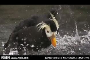 国产水鸟测评视频,性能解析与使用体验分享