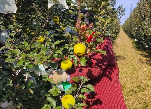 果园种植视频国产,国产生态果园种植技术全解析