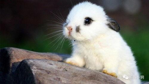 国产小白兔vip视频,揭秘萌宠魅力，带你领略温馨瞬间