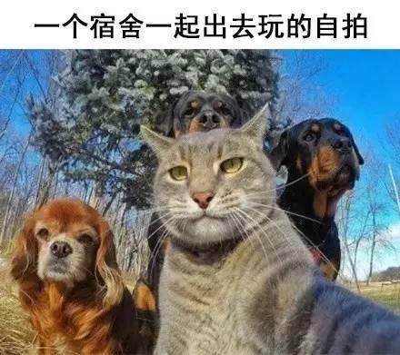 国产自拍视频人与动物,人与动物和谐共处的温馨瞬间