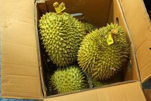 榴莲视频国产高清,视觉盛宴中的热带风情