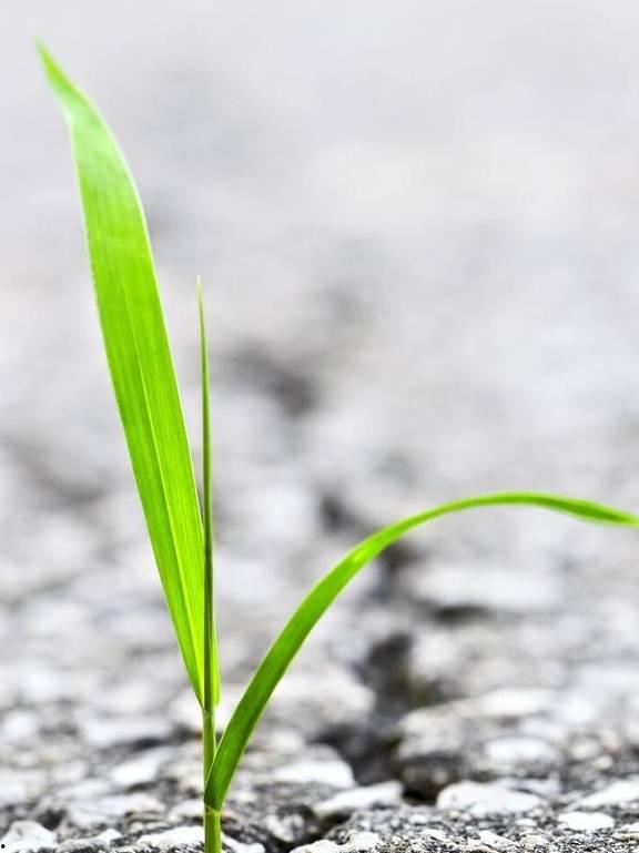 小草国产精品小视频,小草的绿色魅力