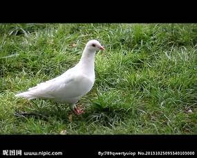 国产鸽子可以生吃吗视频,安全与营养的双重考量