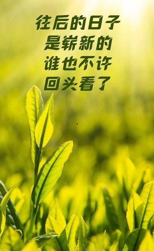 国产嫩芽视频第一页,探索中国新锐短视频的魅力