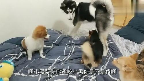 国产短剧小奶狗视频,国产短剧中的甜蜜萌宠