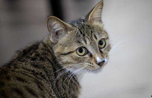 国产猫咪在线网站视频,萌态百出，带你领略国猫风采