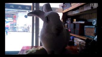 白兔视频国产偷