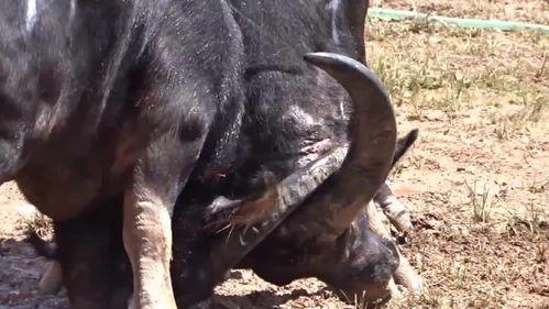 国产猛牛最新视频,性能与颜值并存，国产力量再升级